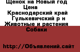 Щенок на Новый год › Цена ­ 700 - Краснодарский край, Гулькевичский р-н Животные и растения » Собаки   